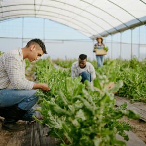 Semillas Premium AgroAndaluz